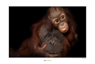 Tapeta Bornean Orangutan