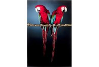 Slika Twin Parrot 80x120 cm