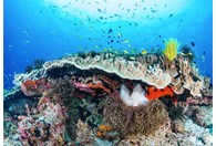 Foto tapeta Coral Reef