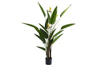 Ukrasna biljka Paradise Flowers